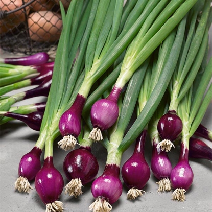 Picture of Purple Spring Onion Lilia